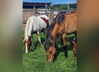 American Quarter Horse, Mare, 1 year, Red Dun