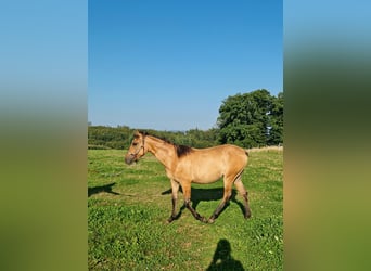 American Quarter Horse, Mare, 1 year, Red Dun