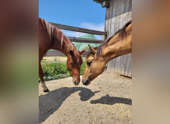 American Quarter Horse, Mare, 1 year, Red Dun