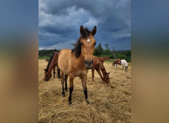 American Quarter Horse, Mare, 1 year, Red Dun