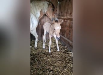 American Quarter Horse, Mare, 1 year, Red Dun