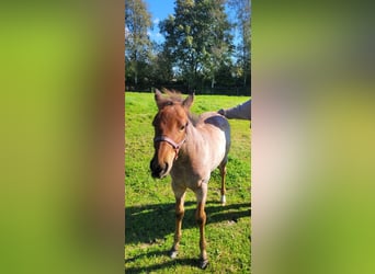 American Quarter Horse, Mare, 1 year, Roan-Bay