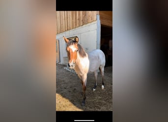 American Quarter Horse, Mare, 1 year, Roan-Bay