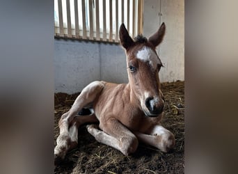 American Quarter Horse, Mare, 1 year, Roan-Bay