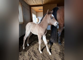 American Quarter Horse, Mare, 1 year, Roan-Bay