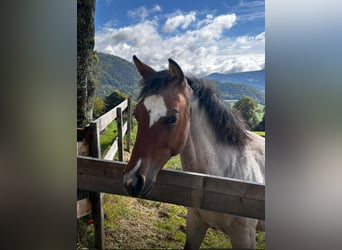 American Quarter Horse, Mare, 1 year, Roan-Bay