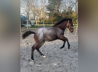 American Quarter Horse, Mare, 1 year, Roan-Bay