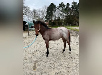 American Quarter Horse, Mare, 1 year, Roan-Bay