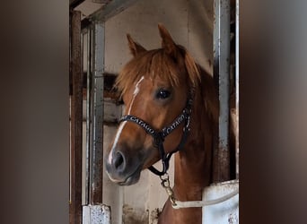 American Quarter Horse, Mare, 1 year, Sorrel