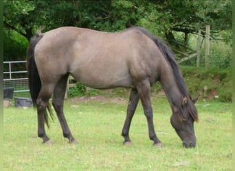 American Quarter Horse, Mare, 20 years, 14.1 hh, Grullo