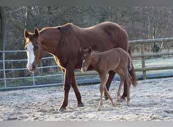 American Quarter Horse, Mare, 20 years, 14,2 hh, Chestnut-Red