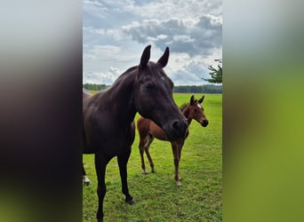 American Quarter Horse, Mare, 20 years, 14,2 hh, Black