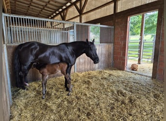 American Quarter Horse, Mare, 20 years, 14,2 hh, Black