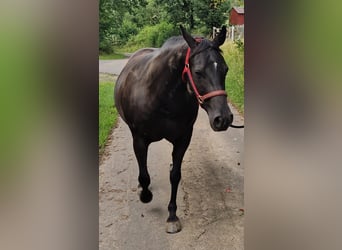 American Quarter Horse, Mare, 20 years, 14,2 hh, Black