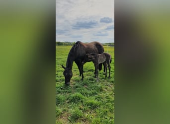 American Quarter Horse, Mare, 20 years, 14,2 hh, Black
