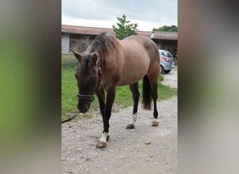 American Quarter Horse, Mare, 20 years, 15.1 hh, Grullo