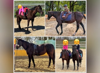 American Quarter Horse, Mare, 20 years, 15 hh, Black