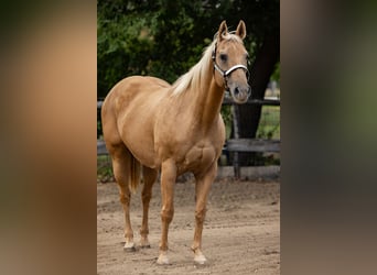 American Quarter Horse, Mare, 20 years, Palomino