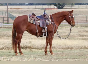 American Quarter Horse, Mare, 21 years, 14.1 hh, Sorrel