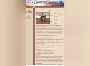 American Quarter Horse, Mare, 21 years, 14.3 hh, Dun