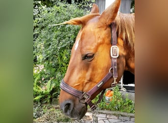 American Quarter Horse, Mare, 21 years, 15.2 hh, Chestnut-Red