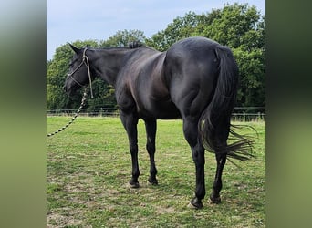 American Quarter Horse, Mare, 21 years, 15 hh, Black