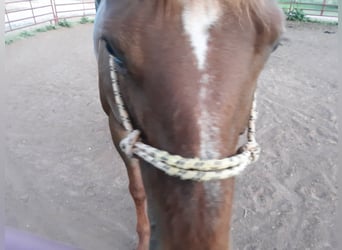 American Quarter Horse, Mare, 21 years, 15 hh, Chestnut