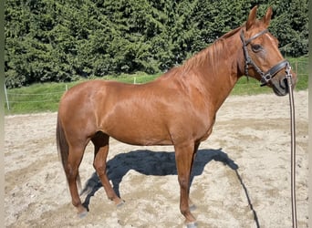American Quarter Horse, Mare, 21 years, 15 hh