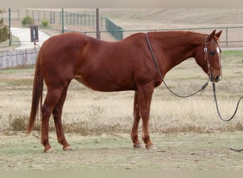 American Quarter Horse, Mare, 22 years, 14,1 hh, Sorrel