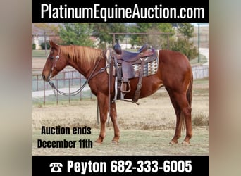 American Quarter Horse, Mare, 22 years, 14,1 hh, Sorrel