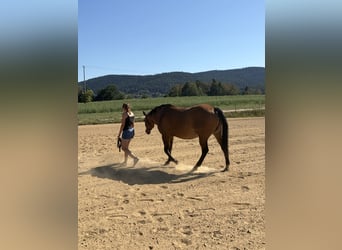American Quarter Horse, Mare, 22 years, 15.1 hh, Dun