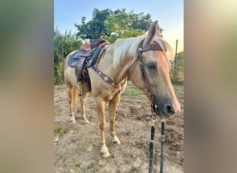 American Quarter Horse, Mare, 22 years, 15,2 hh, Palomino