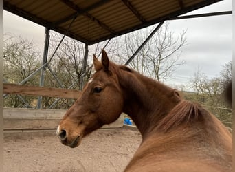 American Quarter Horse, Mare, 22 years, Sorrel