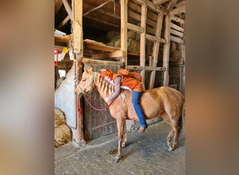 American Quarter Horse, Mare, 23 years, 14.1 hh, Palomino