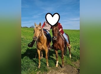 American Quarter Horse, Mare, 23 years, 14.1 hh, Palomino