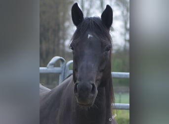 American Quarter Horse, Mare, 23 years, 15 hh, Black