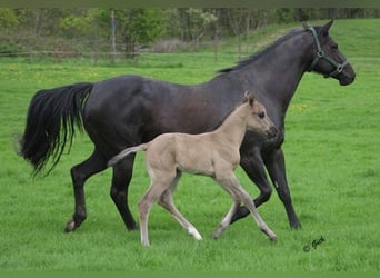 American Quarter Horse, Mare, 23 years, 15 hh, Black