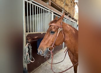 American Quarter Horse, Mare, 24 years, 14.2 hh, Chestnut-Red