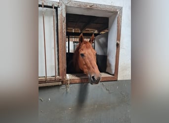 American Quarter Horse, Mare, 24 years, 14.2 hh, Chestnut-Red