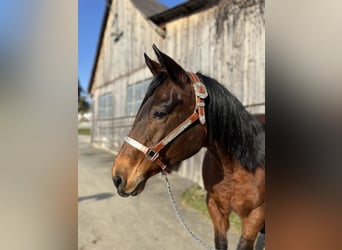 American Quarter Horse, Mare, 24 years, Brown