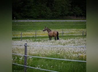 American Quarter Horse, Mare, 26 years, 14.2 hh, Buckskin