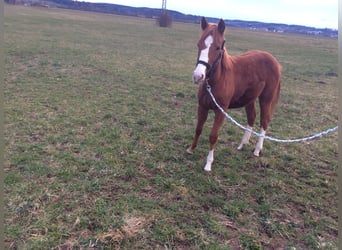 American Quarter Horse, Mare, 2 years, 13.2 hh, Chestnut-Red