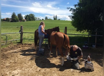 American Quarter Horse, Mare, 2 years, 13.2 hh, Chestnut-Red