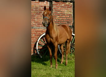 American Quarter Horse Mix, Mare, 2 years, 13,2 hh, Chestnut-Red