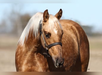 American Quarter Horse, Mare, 2 years, 13.2 hh, Palomino