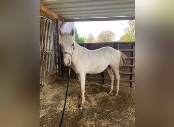 American Quarter Horse, Mare, 2 years, 13,2 hh, Palomino