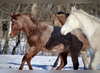 American Quarter Horse, Mare, 2 years, 13.2 hh, Roan-Red