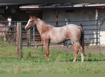 American Quarter Horse, Mare, 2 years, 13.2 hh, Roan-Red