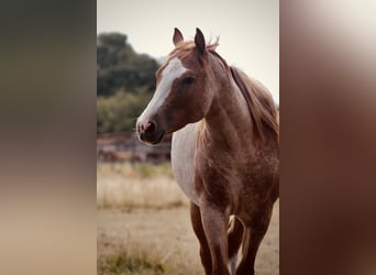 American Quarter Horse, Mare, 2 years, 13.2 hh, Roan-Red
