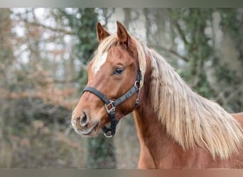 American Quarter Horse, Mare, 2 years, 13.3 hh, Chestnut